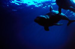 Dolphin Discovery in Cozumel.  Fast shutter speeds were n... by Ian Brooks 